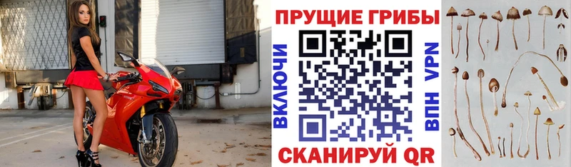 Галлюциногенные грибы Psilocybe  цены наркотик  Эртиль 